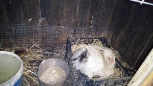 КАК УХАЖИВАТЬ ЗА НАСЕДКОЙ КОТОРАЯ СИДИТ НА ЯЙЦАХ. ????