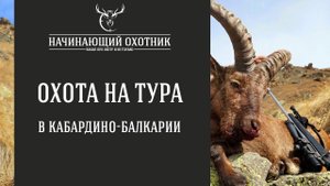 Охота на тура в Кабардино-Балкарии