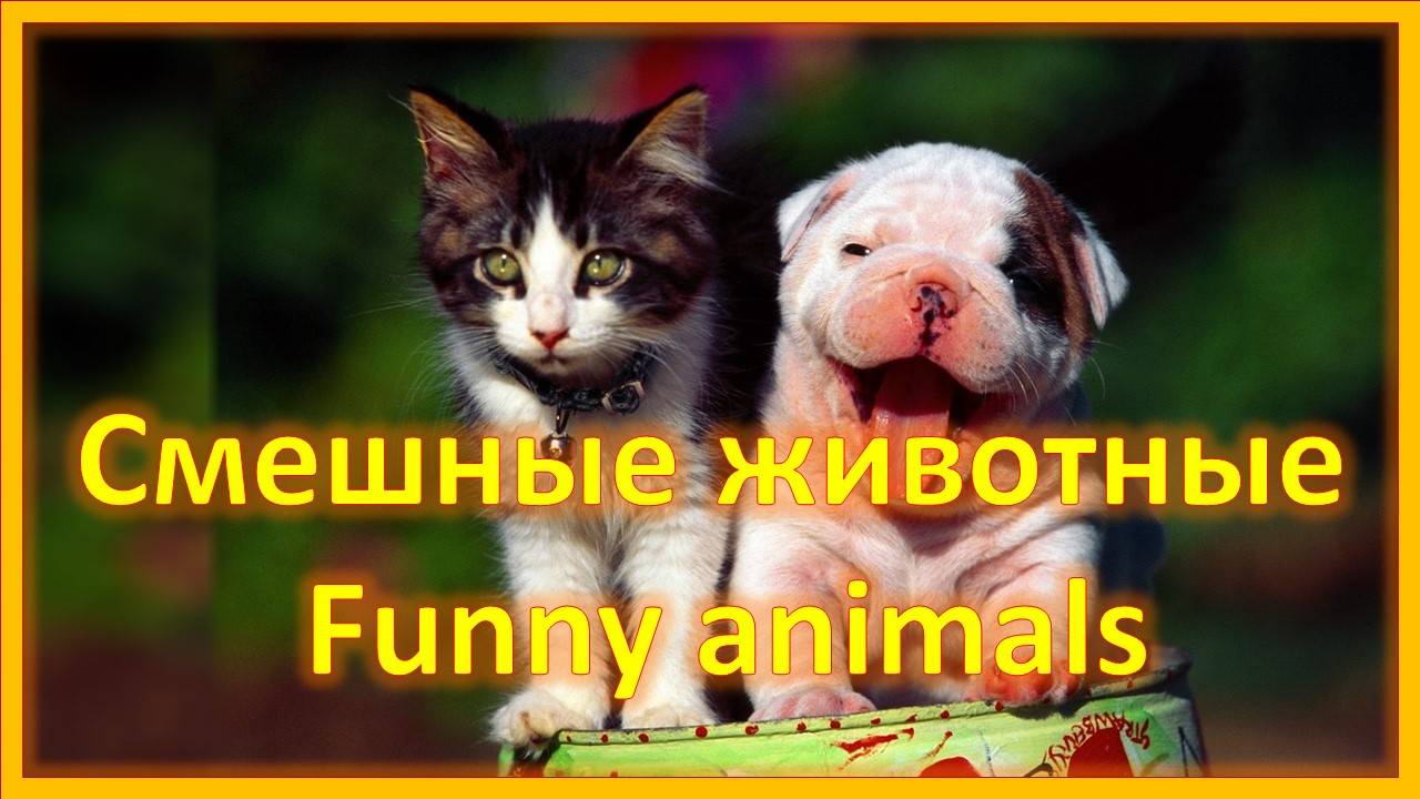 Прикольные коты. Кто в доме хозяин