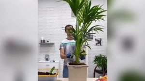 Пересаживаем Ховею в кашпо с автополивом Lechuza Canto 30