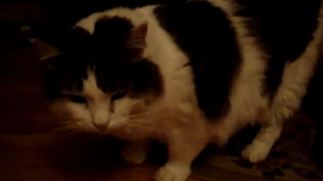 Мегакота прет от валерьянки смотреть онлайн