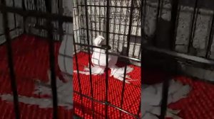 Бесценные Двухчубые Голуби. Двухчубые голуби. Tauben. Pigeons. Palomas. Pombos. 비둘기.