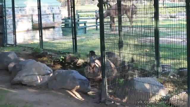 Турция - Бурса - Зоопарк - Эму смотреть онлайн