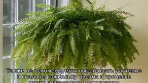 Можно ли держать дома папоротник
