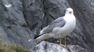 Сортавала Рускеала