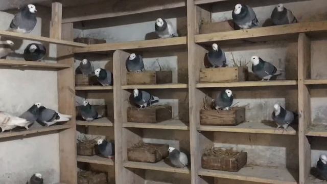 Пермские белоголовые голуби смотреть онлайн