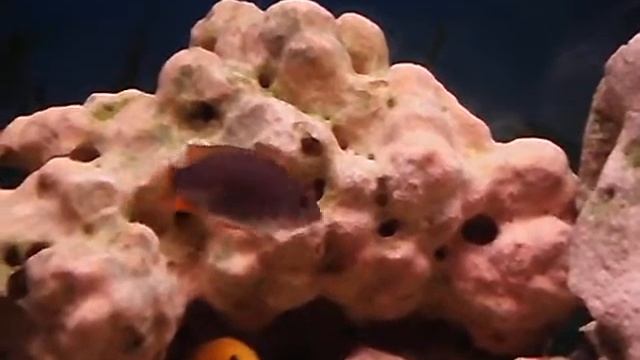 Otopharynx Tetrastigma , Malawi Aquarium смотреть онлайн