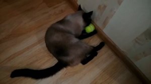 ЧЕМ ЗАНЯТЬ КОШКУ. ЛАЙФХАК КАК СВЕСТИ КОШКУ С УМА.