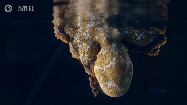 Octopus Dreaming смотреть онлайн