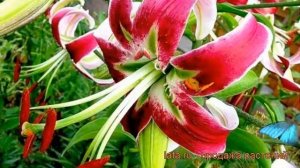 Лилия видовая Блэк Бьюти (lilium) ? лилия Блэк Бьюти обзор: как сажать луковицы лилии Блэк Бьюти