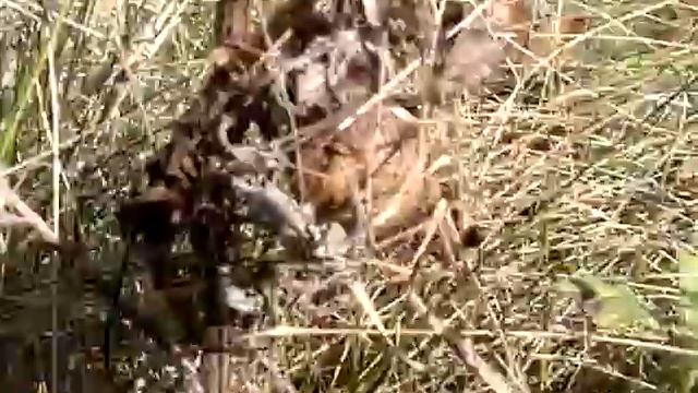 Argiope Aurantia Egg Sacks смотреть онлайн