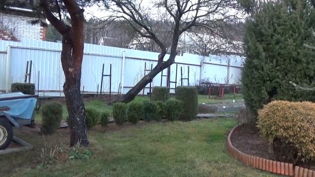 Самый лучший способ защиты хвойных.Последний день осени на даче. Про ошейники для котов. смотреть онлайн