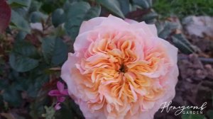 Kensington Garden Rose