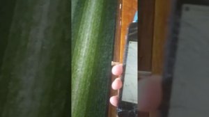 как запустить инженерное меню на iPhone