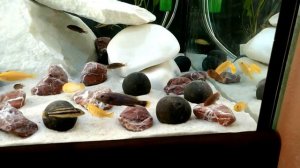 Запуск рыбок в 360 литровый аквариум.