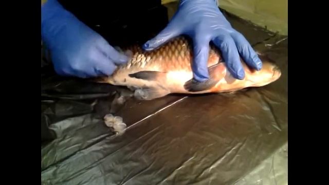 Как правильно быстро и без хлопот - чисто почистить карпа за считанные минуты  clean carp