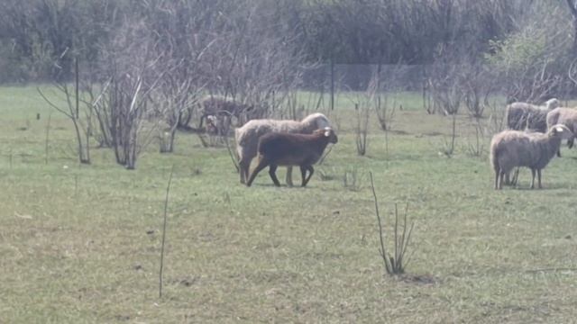 Продаём стадо овец,есть Гиссары чёрные,есть рыжие Арашаны,есть помесные разные 89649279557 Ватцап.. смотреть онлайн