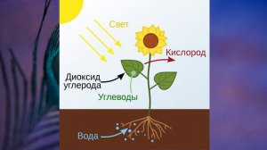 §8 "Организм как единое целое", Билогия 6 класс, Сивоглазов