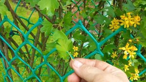 Смородина Золотистая.Рекомендую.