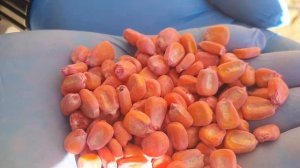 Семена кукурузы оптом в Ставрополе — Урожай 2022 — Гибрид Машук 360 МВ | ООО Элеватор Терек КБР