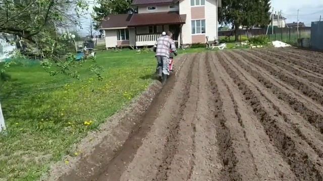 Сажаю картошку под плуг мотоблоком,это просто