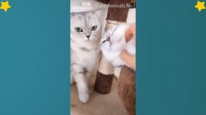 Tiktok Cat - Tik Tok Funny Cat - Cute Cat Videos Compilation 2019 #8 ? Adorable Cats