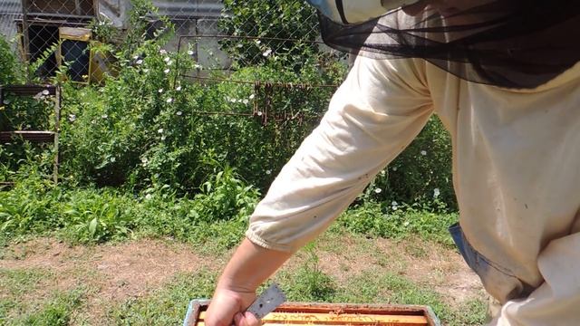 Как сеет матка КАРНИКА после изоляции/ изолятор Миленина 20 дней смотреть онлайн