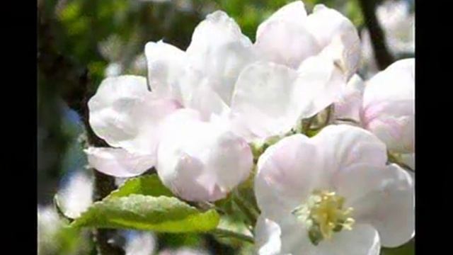 Что тебе подарить человек мой дорогой.wmv
