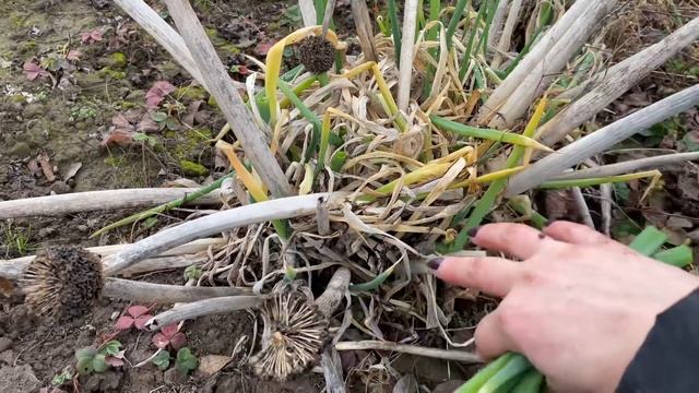 МЕЛ поможет повысить яйценоскость кур несушек
