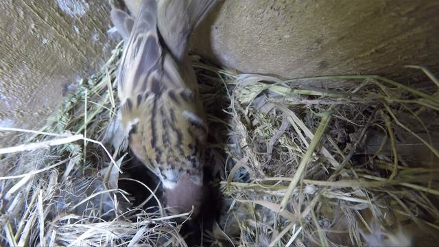 Каменная куница в Рязанской области смотреть онлайн