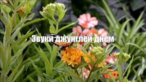 Джунгли