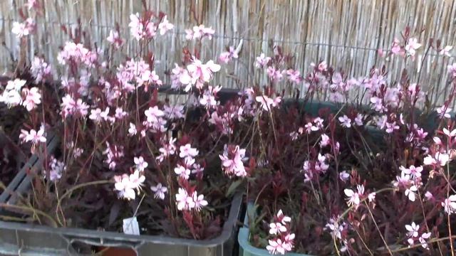 Gaura lindheimeri Gambit Pink - Évelő díszgyertya - tuja.hu смотреть онлайн