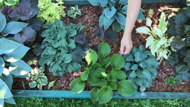 Обзор коллекции хост. Часть 1 смотреть онлайн