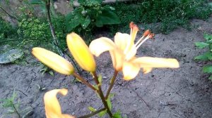 К чему снятся цветы?