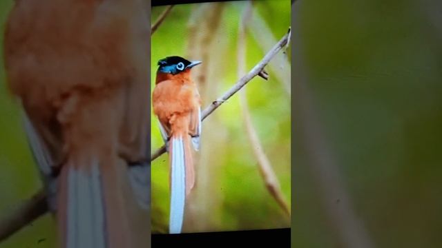 Такое количество редких птиц вы ещё не видели и не слышалинатура???