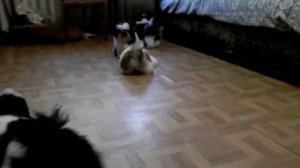 Ши-тцу 3 месяца