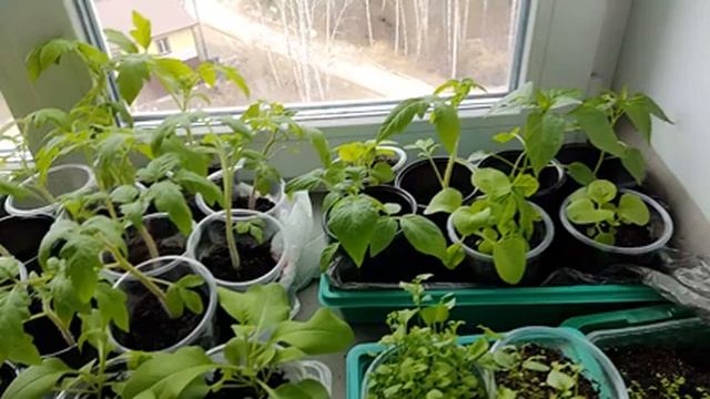 МОЯ РАССАДА В АПРЕЛЕ! ТОМАТЫ, ПЕРЦЫ, ЛУК, ЦВЕТЫ! УЖЕ ПОРА ВЕЗТИ НА ДАЧУ! смотреть онлайн