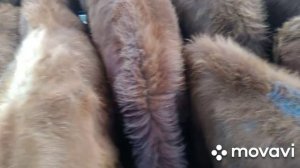 Хасавюрт скотный рынок     2.01.2021