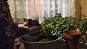 пересаживаем королевскую пеларгонию.правильно составляем грунт.