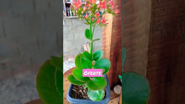 flor-da-fortuna (kalanchoe