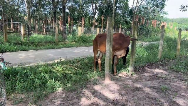 Best videos cows! CUTIS farmer takes cow! смотреть онлайн