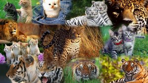 Учим семейство кошачих(We teach a family of cats)