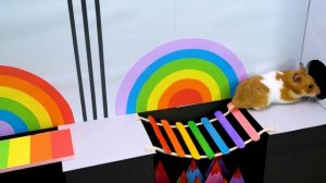 HAMSTER ESCAPE?? All Amazing Challenges Maze Super Hamster