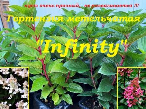 Гортензия метельчатая "Инфинити" Hydrangea paniculata "Infinity"