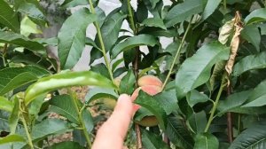 Результат прошлогодней Прививки Персика на Алыче