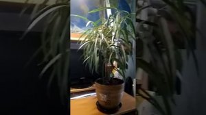 Фикус Али уход в домашних условиях/ Полив фикус Али