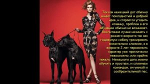 Немецкий дог датский дог обо всем и ни о чем