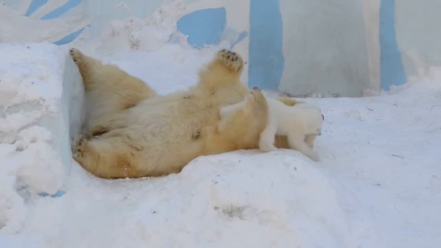 Новосибирский зоопарк. 2016. Мама и малыш играют смотреть онлайн