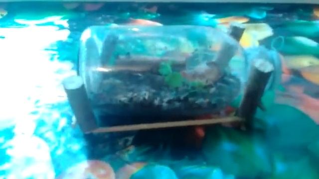 Как содержать хрезамелин (светлячков) в условиях смотреть онлайн