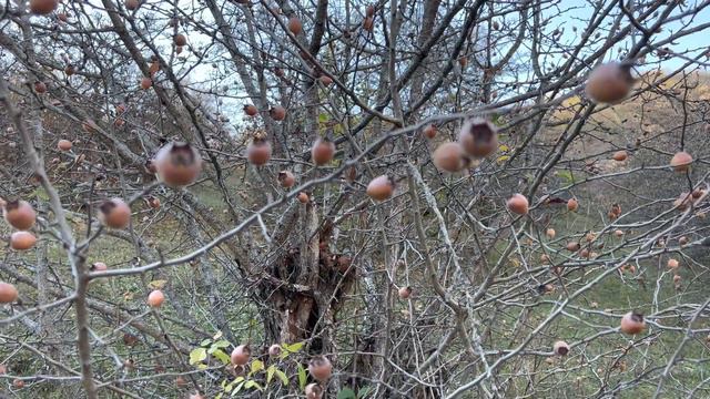 Естественная среда,Окружающий Мир,Сама природа #subscribe #прогулкаполесу #природавосприятия